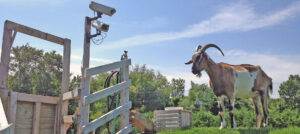 goat cam buckshot 1800 300x134