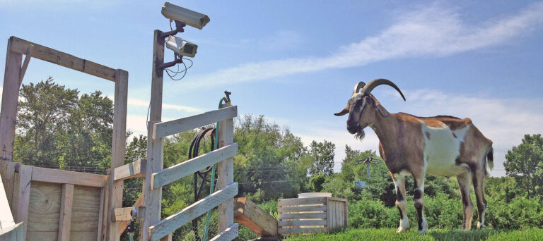 goat cam buckshot 1800 768x342