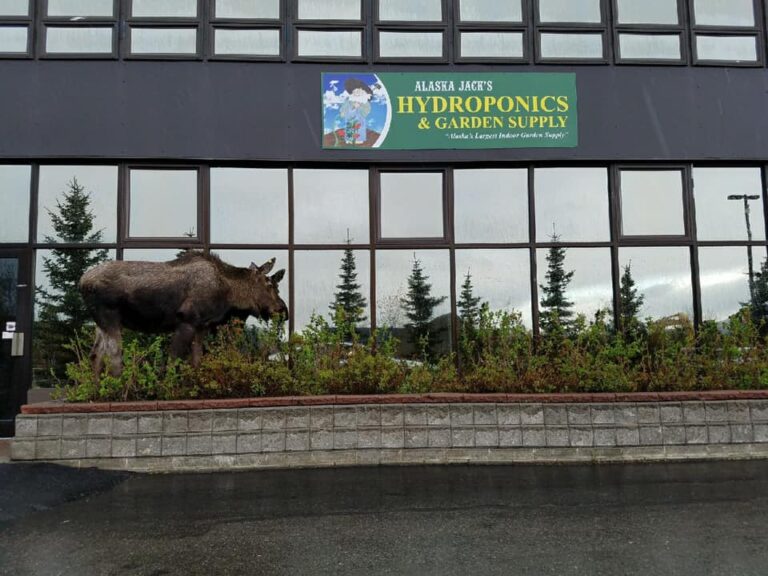 alaska jacks store 768x576